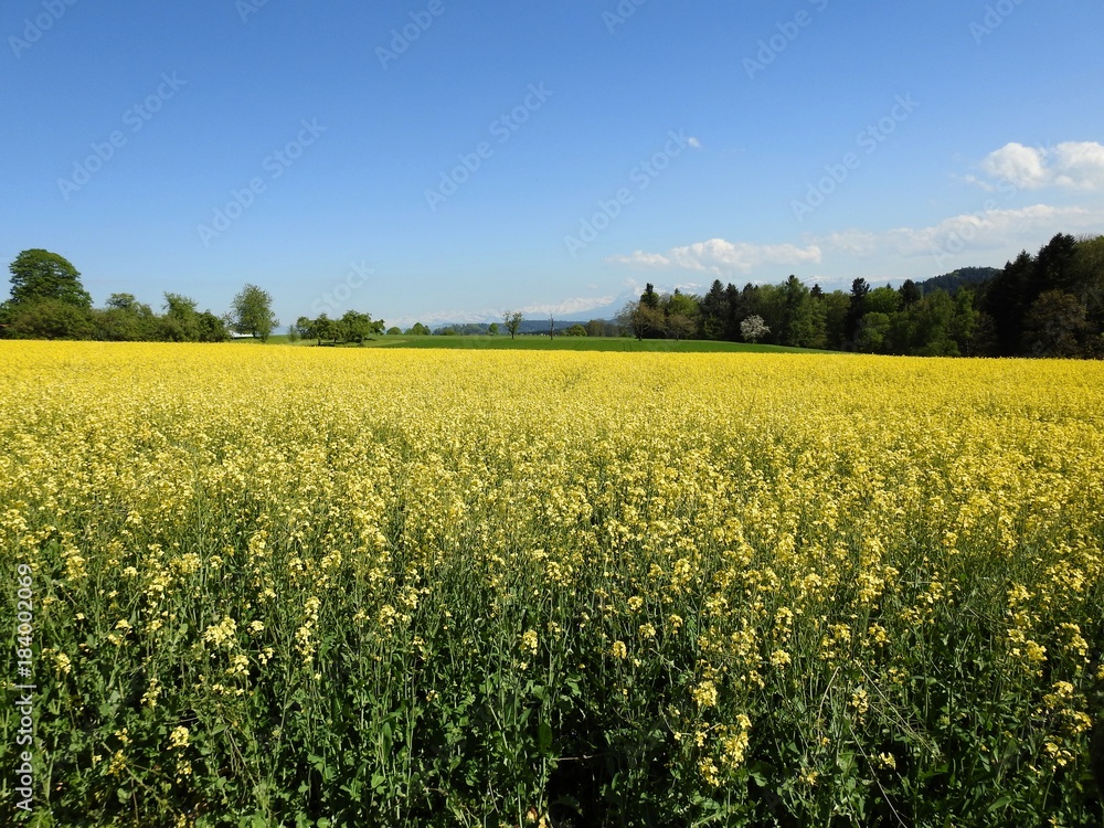 The rapeseed fields bring warm summer colors to spring almost by their shimmering yellow flowers. with effects of color pleasant to watch especially when an insect pollinator comes to search the heart