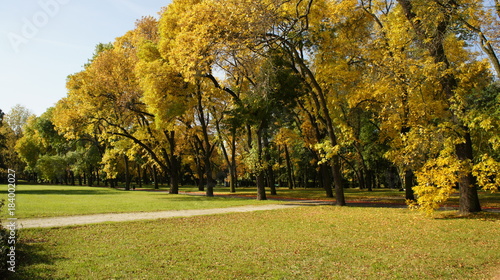 Autumn, tree Leaves