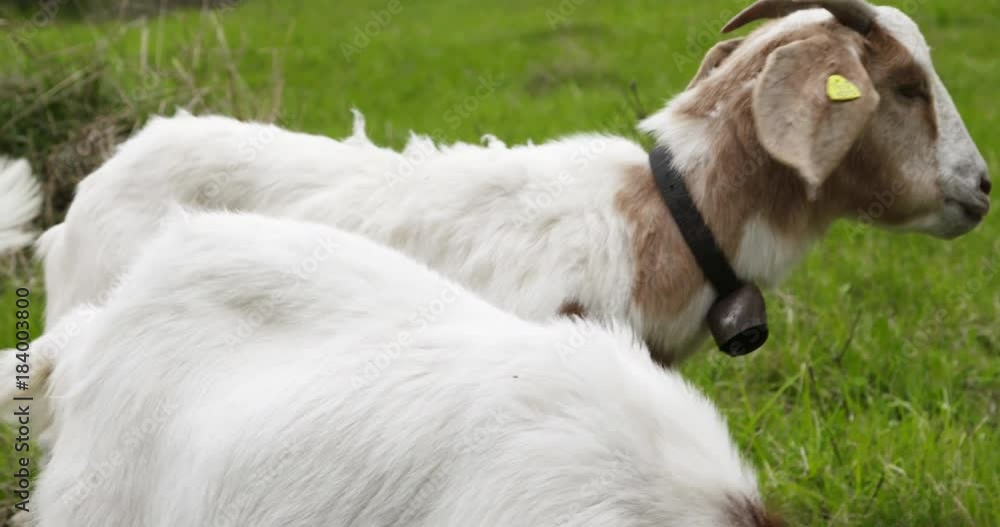 Close up, goats graze in field Close up, goats graze in field