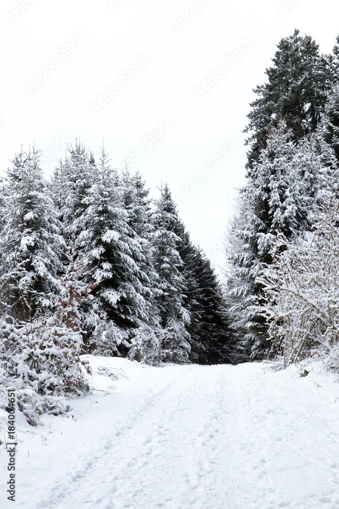 Obraz premium path into the wintery woods