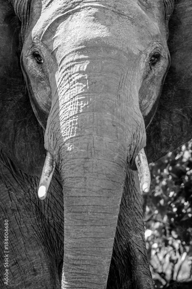 Fototapeta Face of elephant