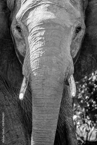 Face of elephant