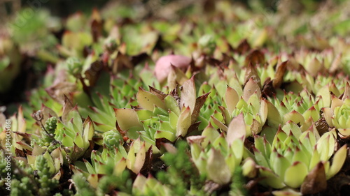 Растение макро