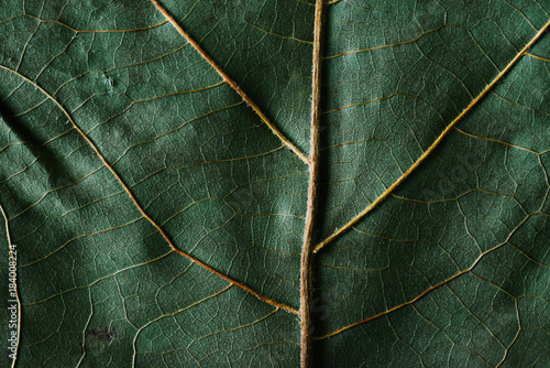 Macro shot of green leaf photo
