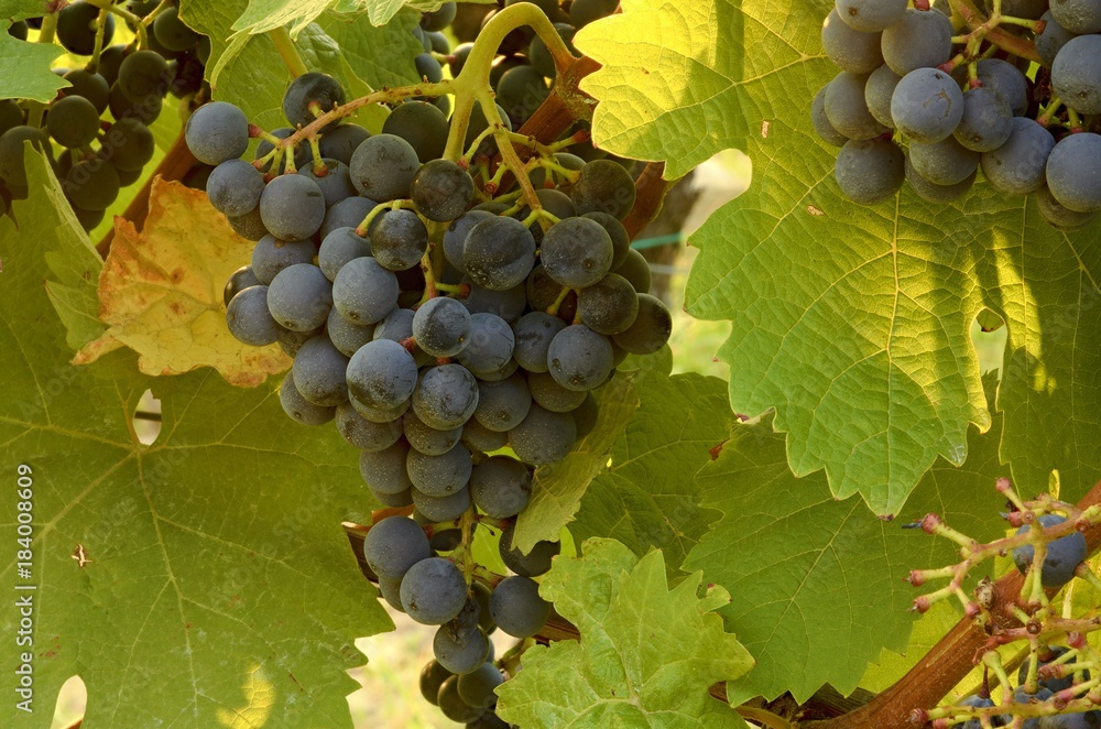 Bunches of blue grapes. Vineyards. Blue grapes just before harvest.