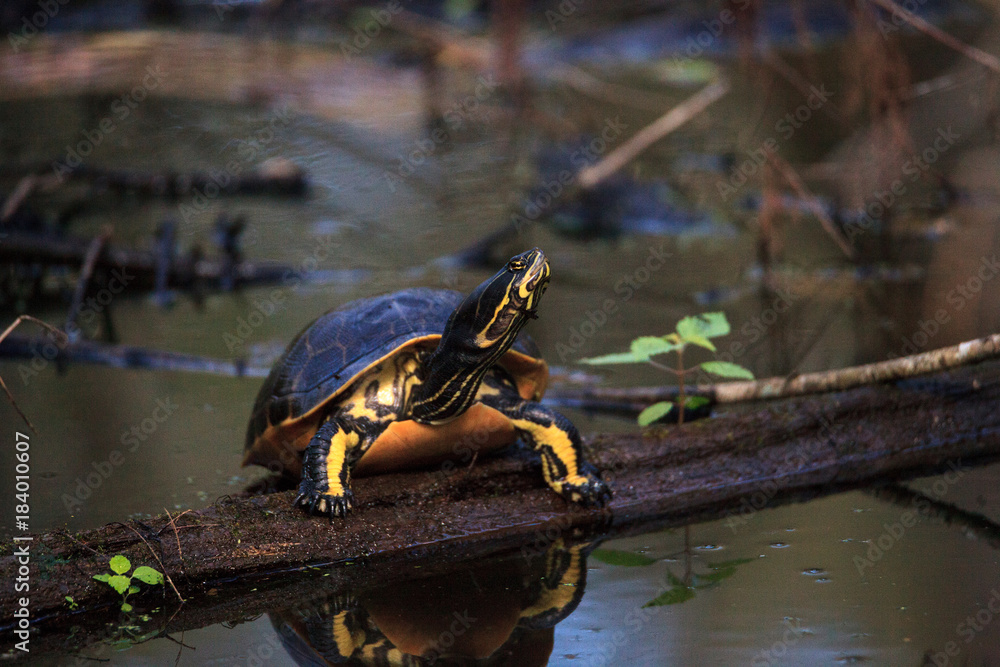 Fototapeta premium Florida redbelly turtle Pseudemys nelson perches on a cypress log