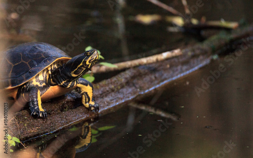 Florida redbelly turtle Pseudemys nelson perches on a cypress log