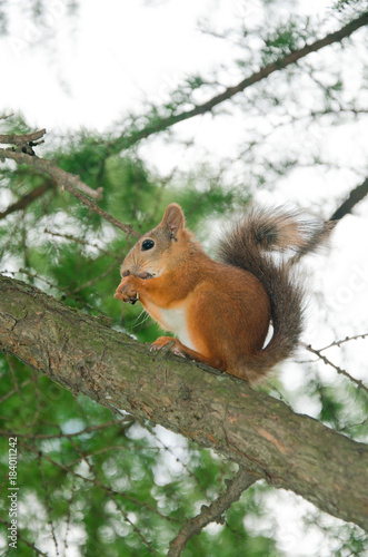 red squirrel on branch © tntk