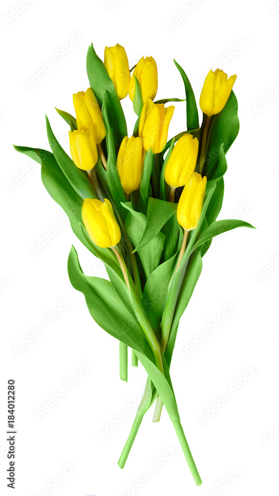 bouquet of yellow tulips isolated on white background bouquet of yellow tulips isolated on white background