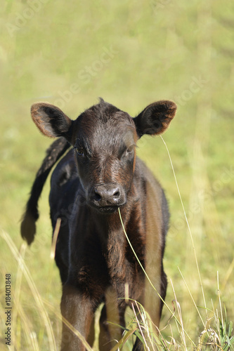 Curious calf