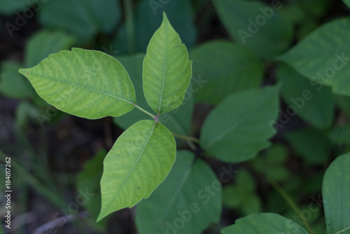Poison Ivy Plants photo