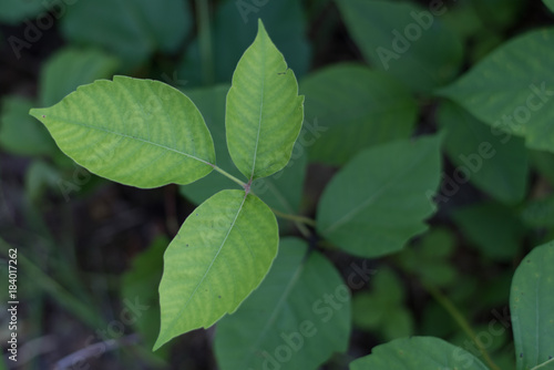 Εκτύπωση καμβά Poison Ivy Plants