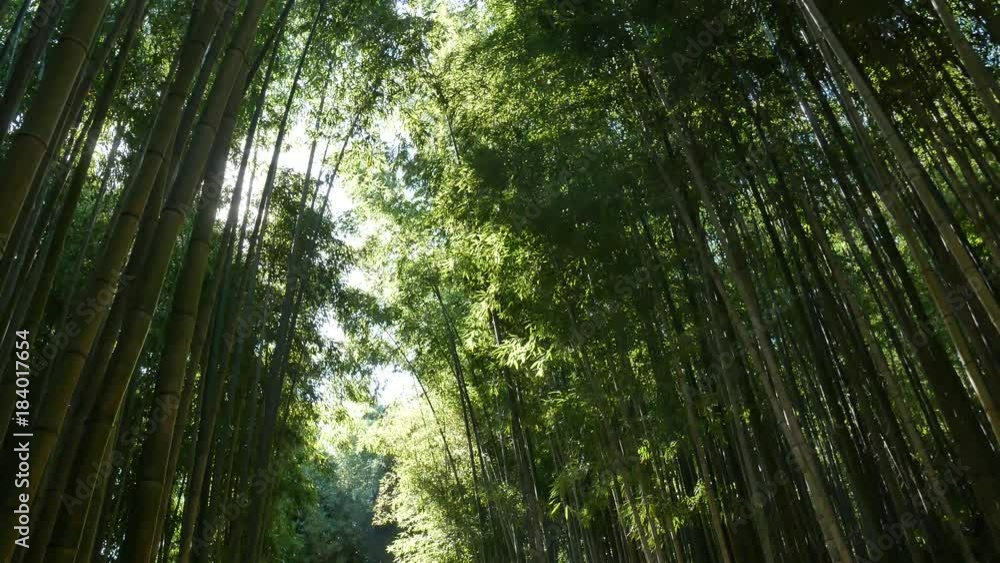 Morning bamboo: On either side of the way there bamboo grove. Slide shot. Morning bamboo: On either side of the way there bamboo grove. Slide shot.