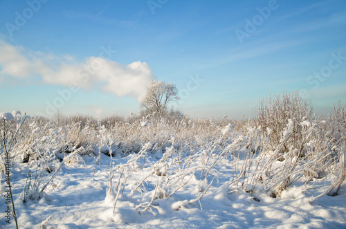 winter snowy landscape  cloud coming up out of the tree