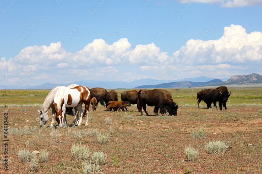 Buffalo and Horses