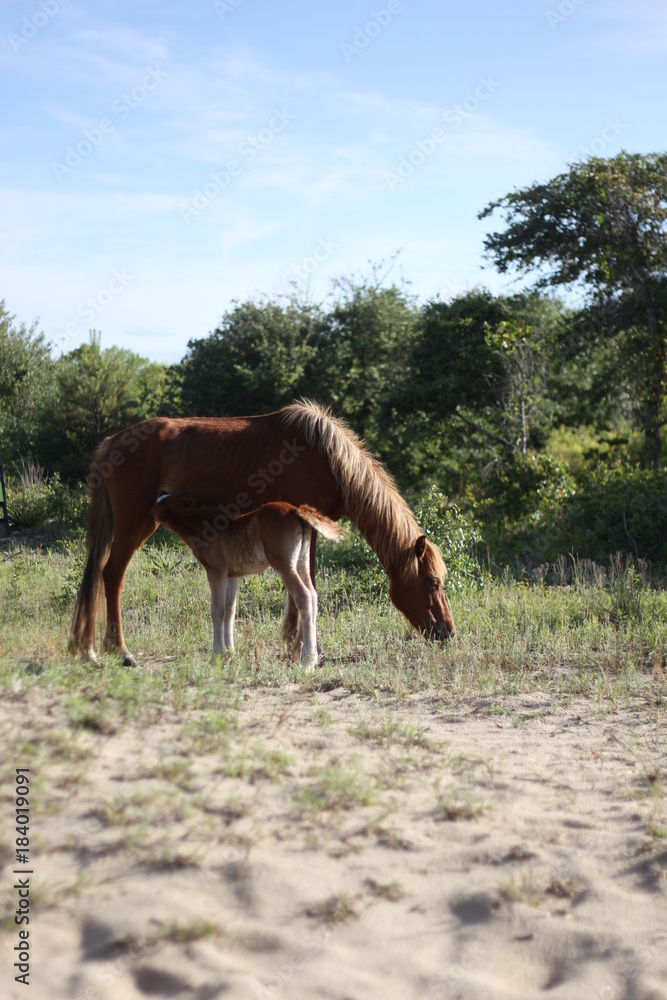 Obraz premium Wild Horses of Corolla in the Outer Banks of North Carolina