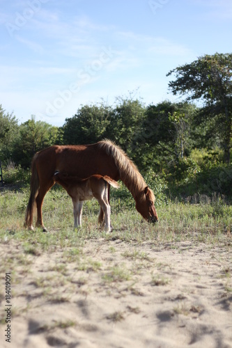 Photography Wild Horses of Corolla in the Outer Banks of North Carolina