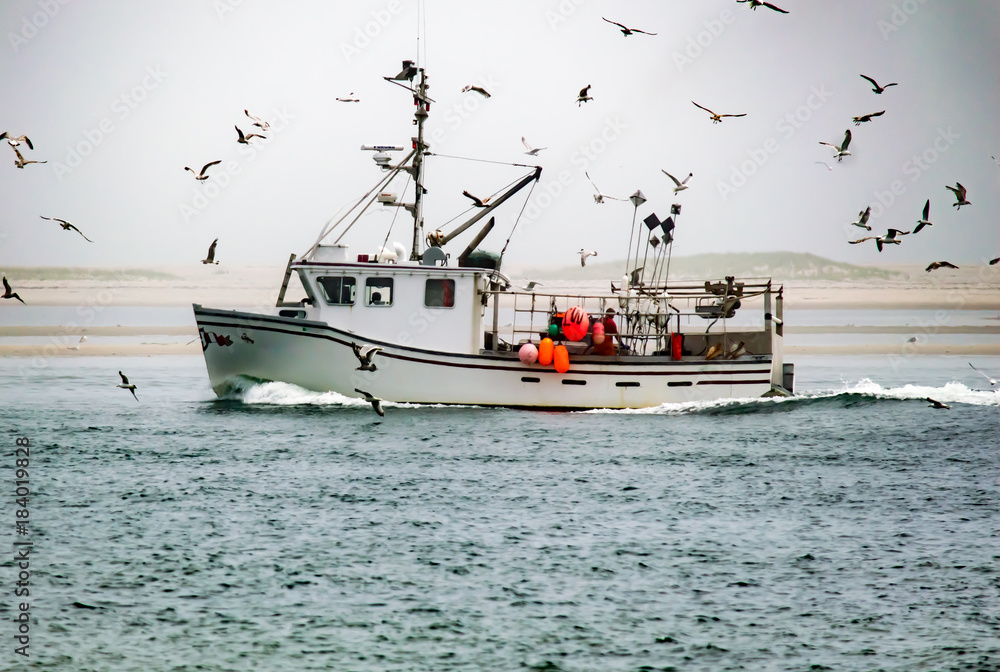 Ταπετσαρία Seagulls engulf a fishing boat on the water
