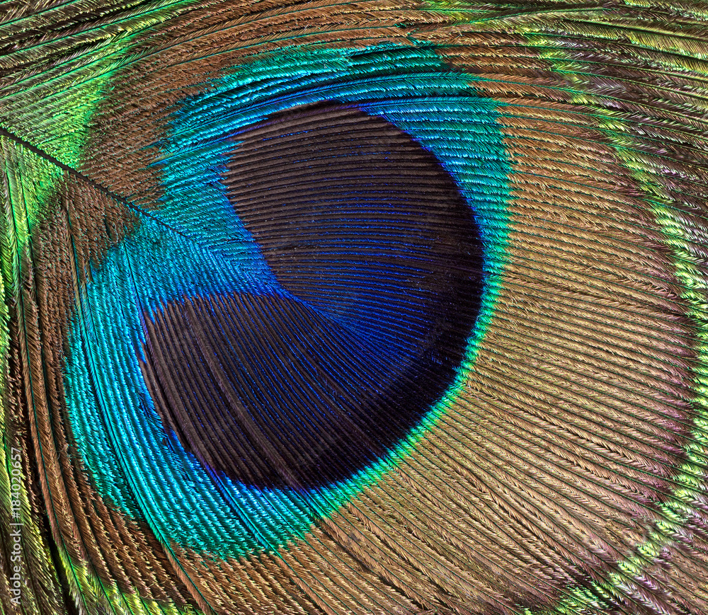 Obraz premium Peacock bird feather background