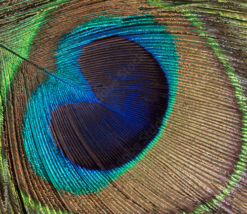 Peacock bird feather background