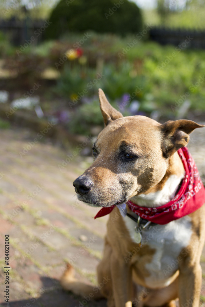 Adorable dog wearing a Red Bandanna Around His Neck in a Garden Adorable dog wearing a Red Bandanna Around His Neck in a Garden
