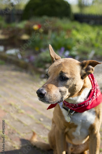 Adorable dog wearing a Red Bandanna Around His Neck in a Garden