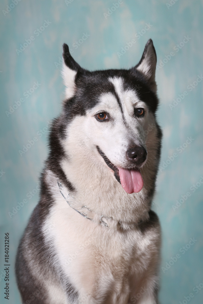 beautiful Siberian husky dog with beautiful eyes and beautiful fur infront of turquoise background