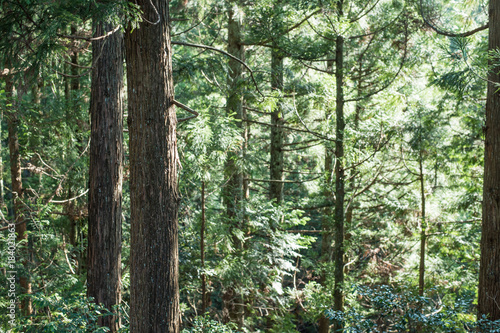Fototapeta Naklejka Na Ścianę i Meble -  杉の木