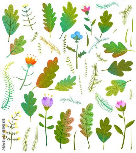 Fototapeta Naklejka Na Ścianę i Meble -  Summer or fall forest items collection. Vector illustration.