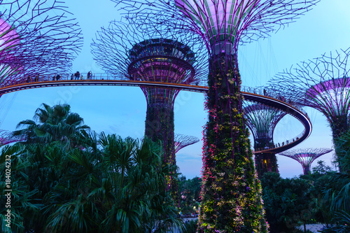 Singapore. October 21, 2017. super tree grove in garden by the bay at night. one of the beautiful place to visit for tourist in singapore. © yanadhorn