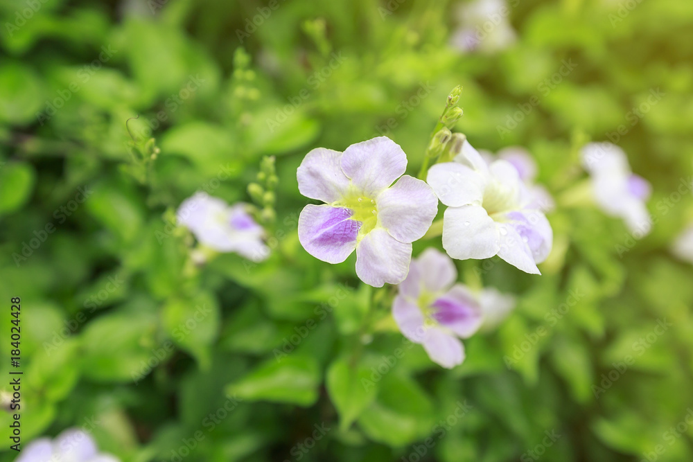 Beautiful flower in the garden at moncham Chinagmai Thailand Beautiful flower in the garden at moncham Chinagmai Thailand