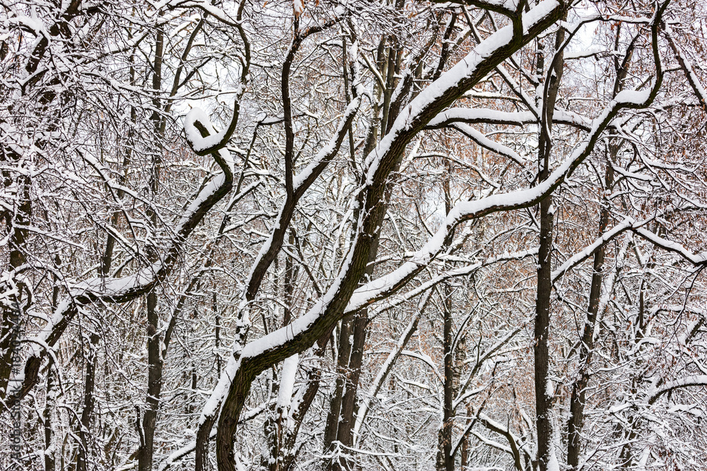beech trees covered with snow in winter park. winter background.