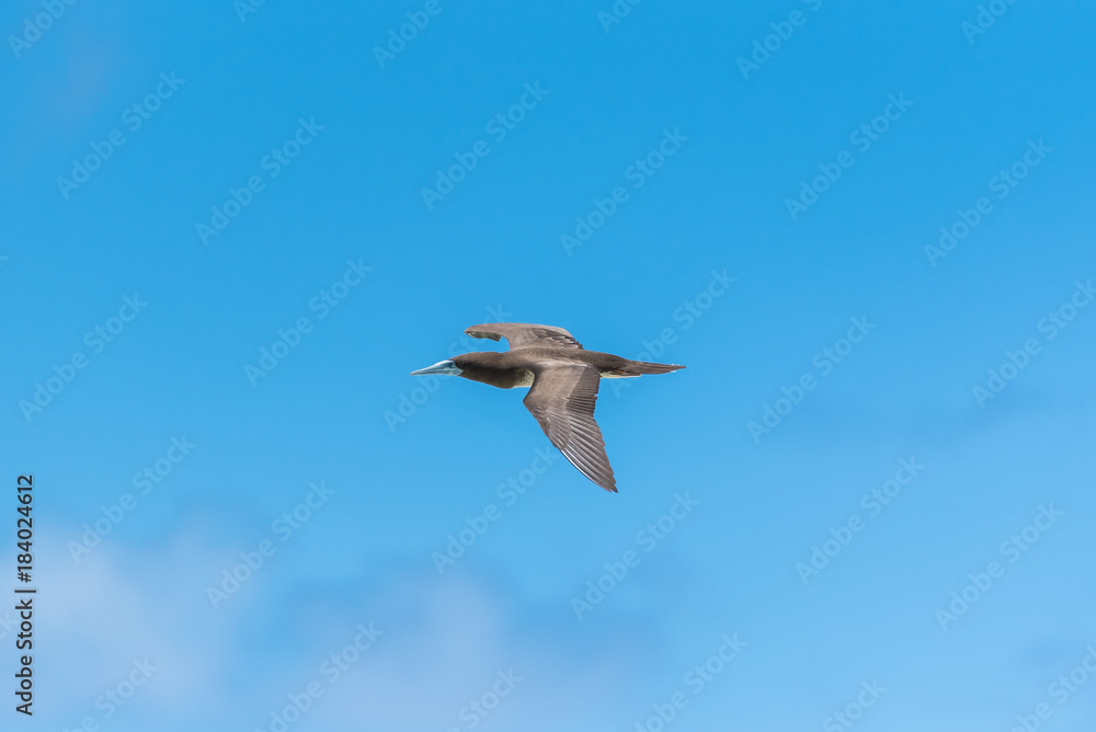 Obraz premium Brown booby, exotic bird flying in blue sky in French Polynesia 