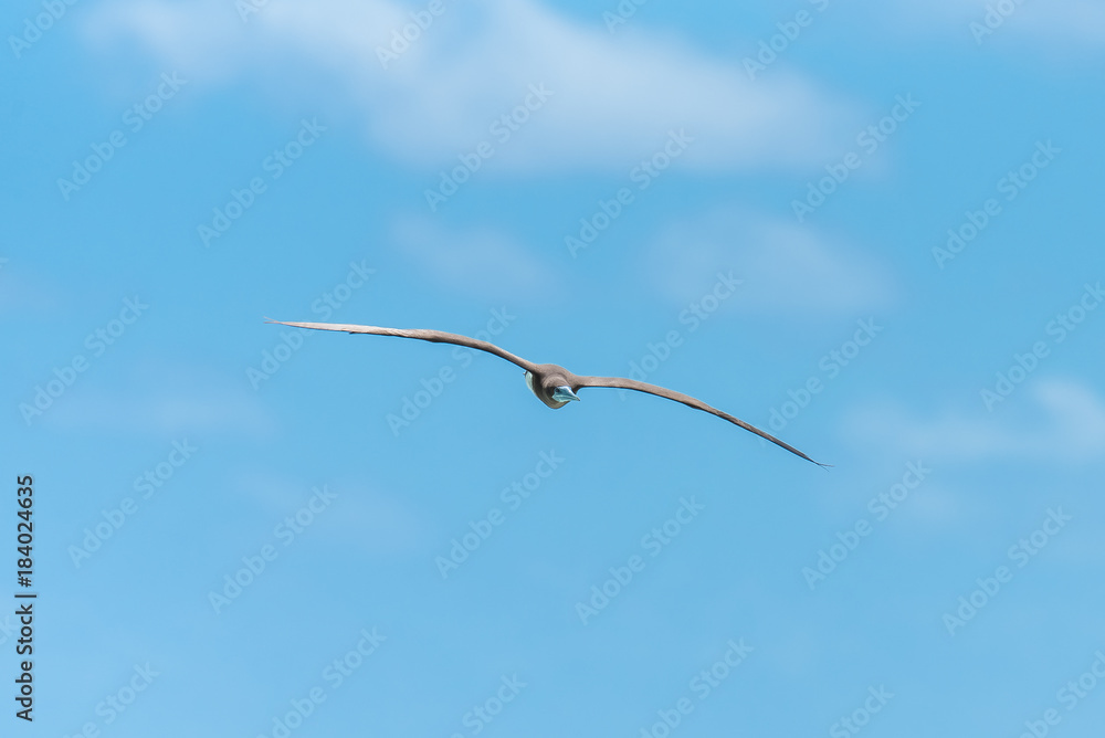Brown booby, exotic bird flying in blue sky in French Polynesia
Brown booby, exotic bird flying in blue sky in French Polynesia