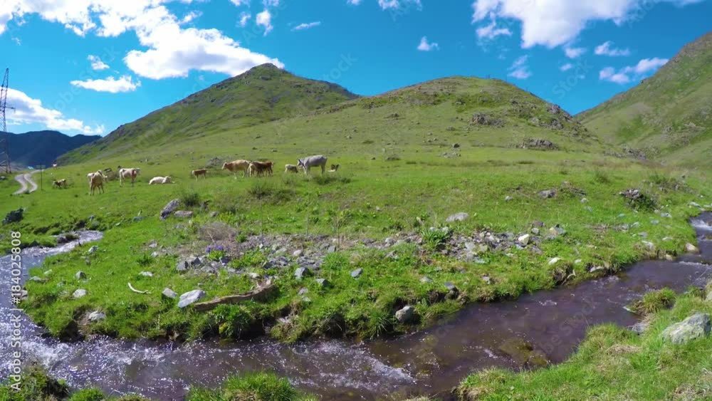 Сows are resting in the fresh grass beside a river in the alpine valley. Сows are resting in the fresh grass beside a river in the alpine valley.