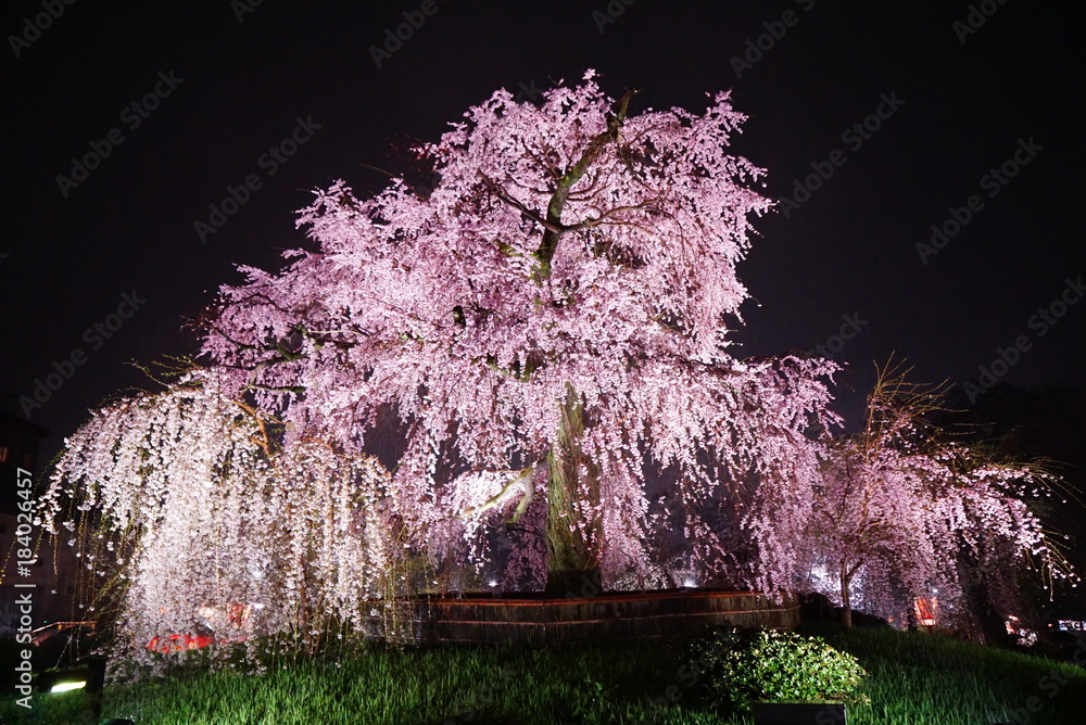 Fototapeta premium 京都円山公園の祇園夜桜
