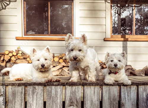Pack of three west highland white terrier westie dogs on old wooden timber verandah deck of Queenslander villa style farmhouse in New Zealand, NZ
