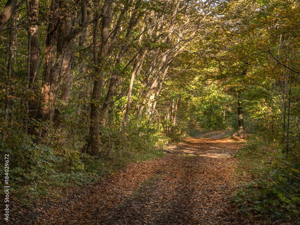 Autumn tree. Colorful autumn leaves. Leaves on ground. Autumn trees background. Forest landscape.