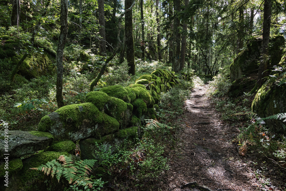 Nature close up in forest