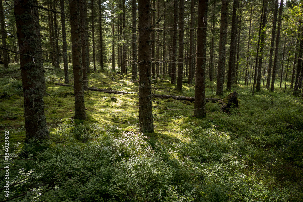 Nature close up in forest