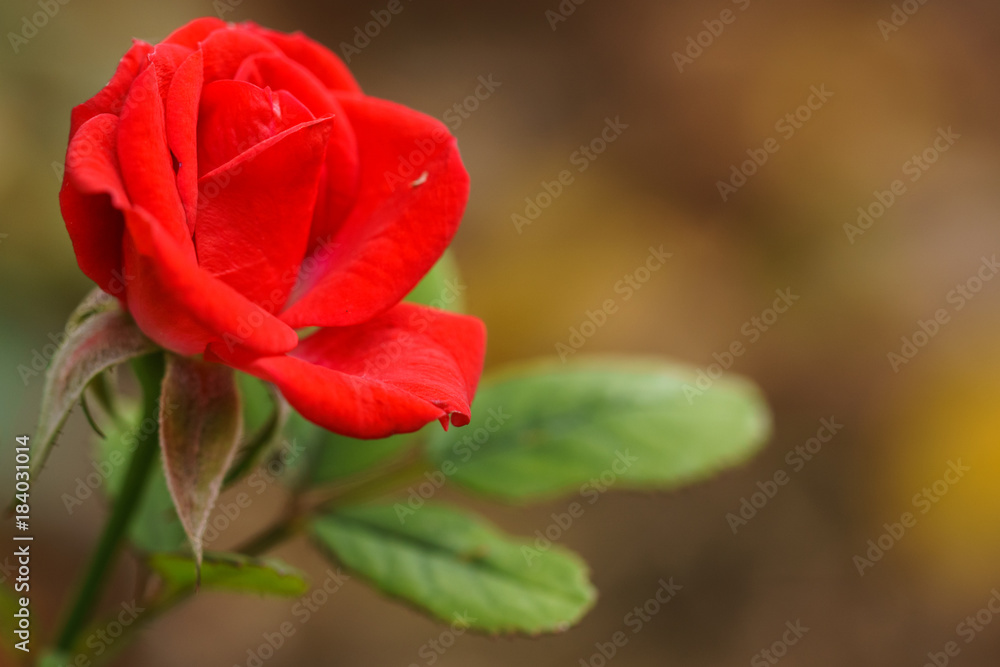 Die letze rote Rose