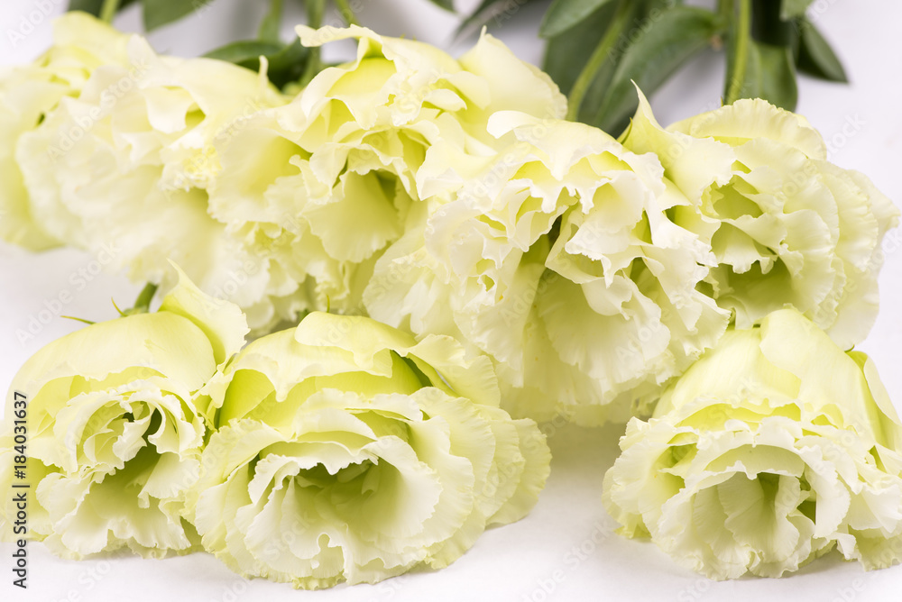 薄緑色のフウリンソウの花 薄緑色のフウリンソウの花