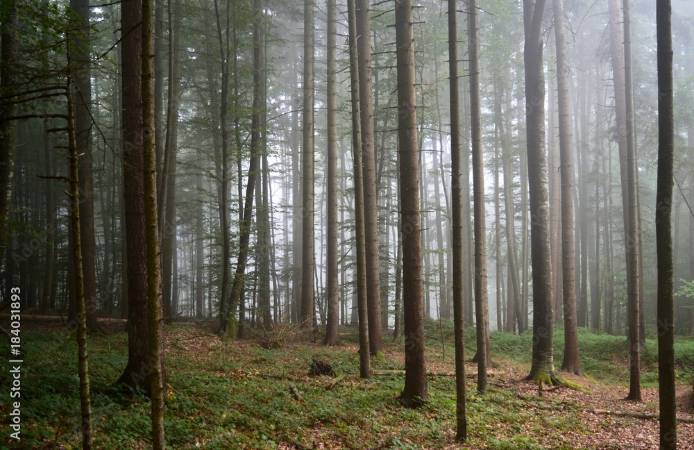 Fototapeta premium trees in the fog in the forest