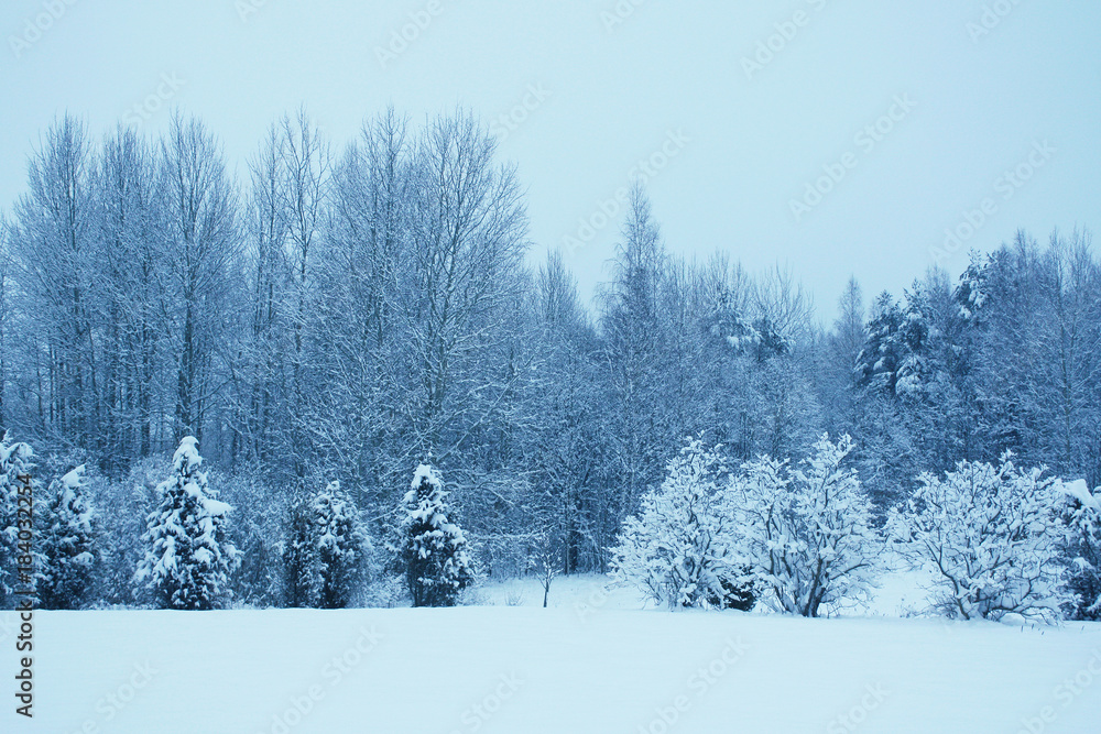 Winter landscape with snow covered trees. Winter landscape with snow covered trees.