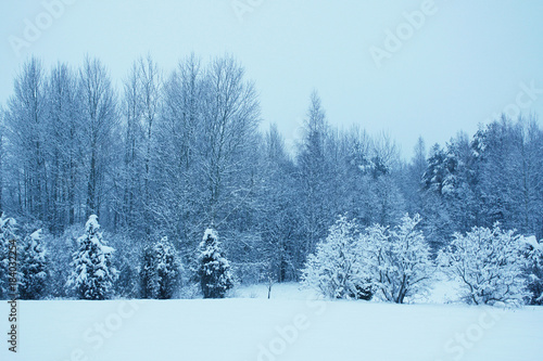 Winter landscape with snow covered trees. © pictures_for_you