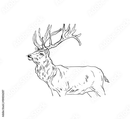Hand drawn vector abstract fun cartoon Merry Christmas time drawing illustration design element with scandinavian deer sketch isolated on white background