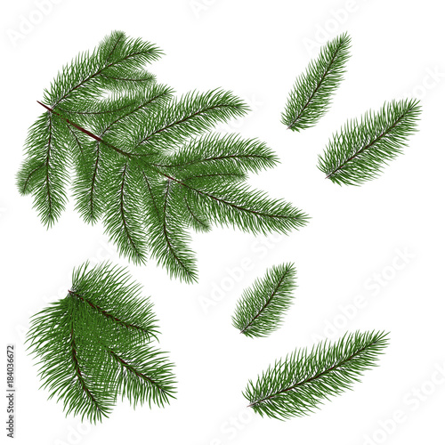 Set  fir branches. Fir tree branches for decoration. Drawing. Vector illustration. Eps 10.