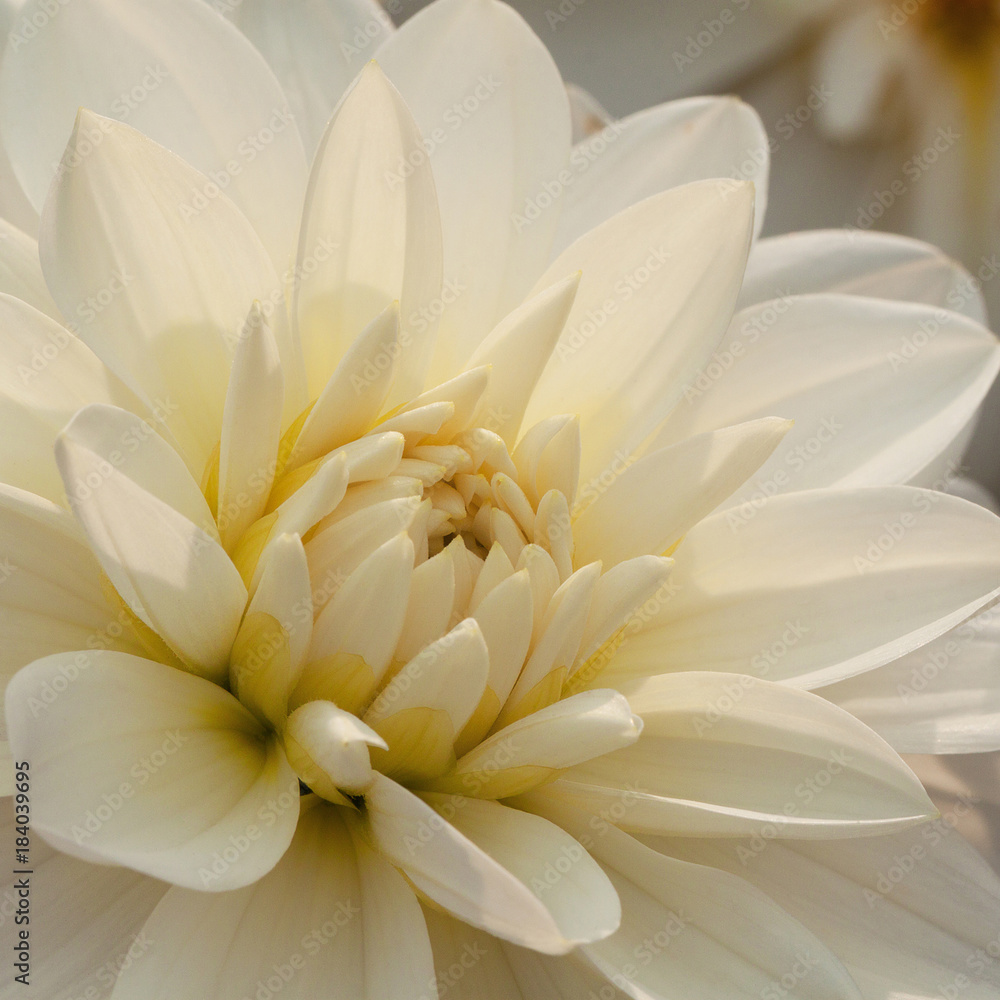 Fototapeta premium beautiful bright white dahlia flower