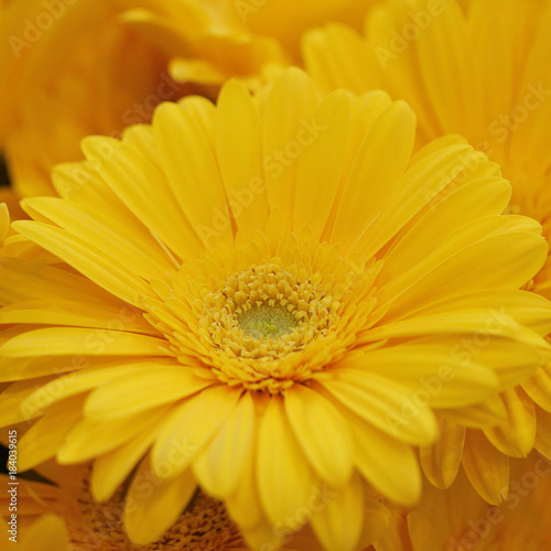 flower of beautiful yellow gerbera