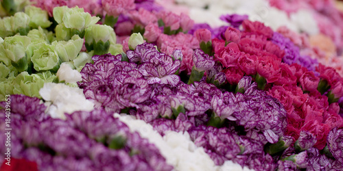 dense bouquets of colorful and variegated carnations